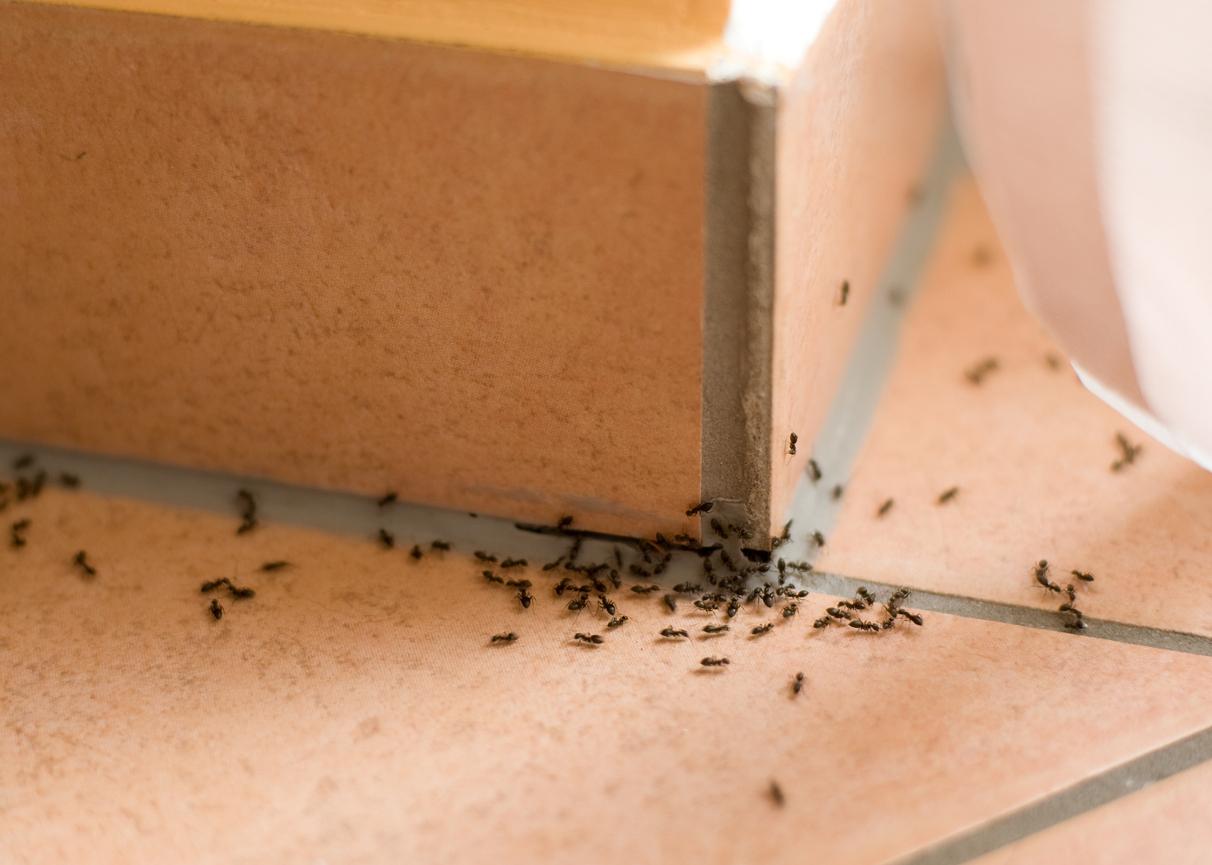 8 Natural Methods to Get Rid of Ants Cornmeal and Ants
