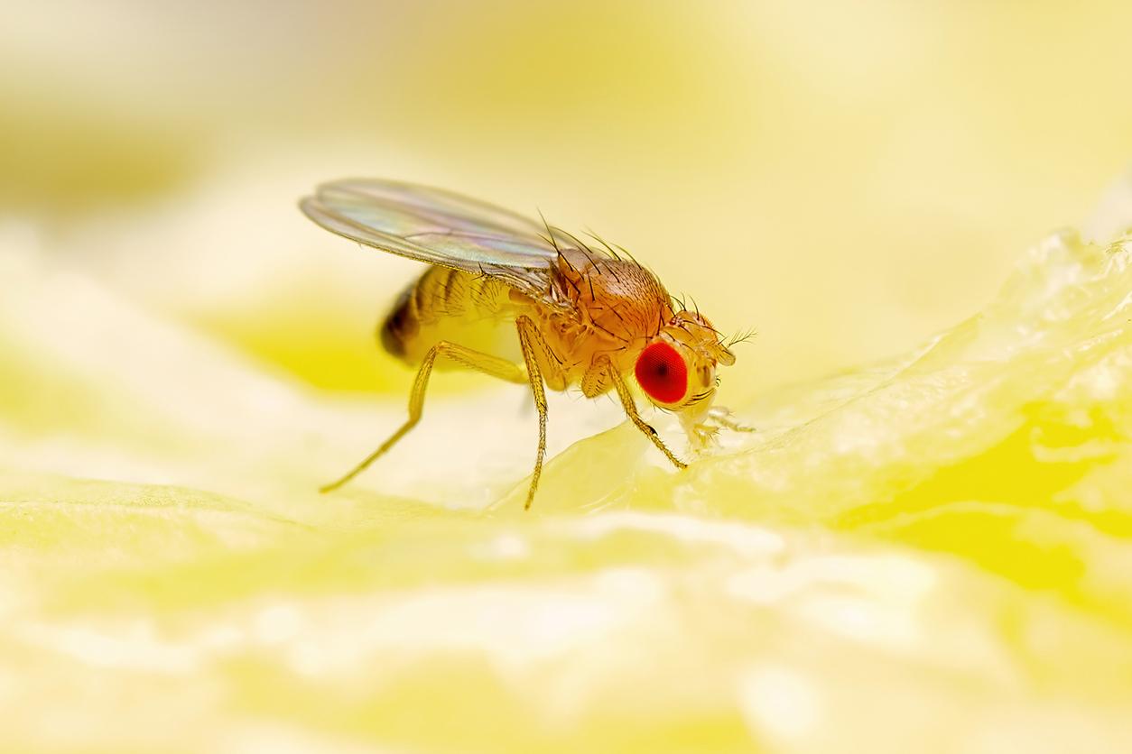 Fruit Fly Infestation