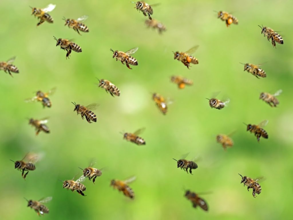 Rid of Bees