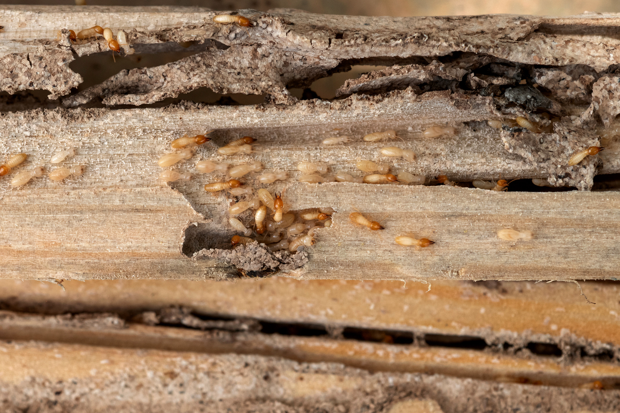 Termites eating a section of partially destroyed wood