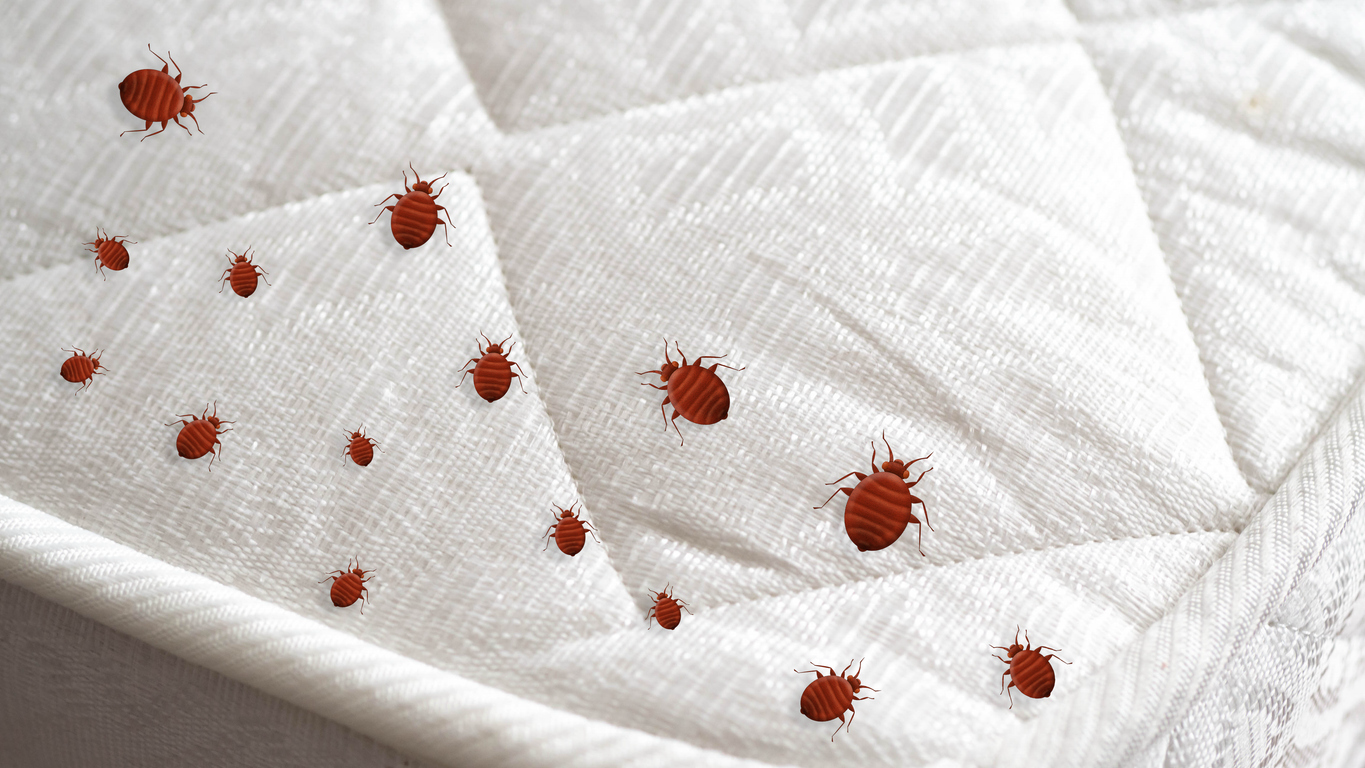A number of reddish-brown bed bugs on a white bedspread.