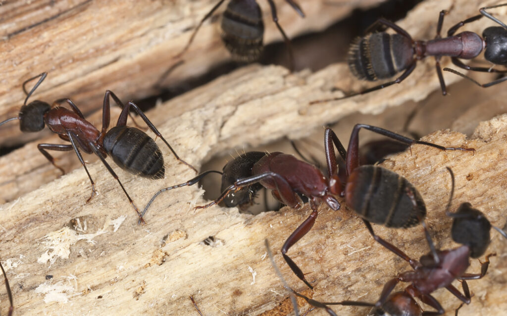 Learn the key differences between carpenter ants and termites, the damage they cause, and how to protect your home.
